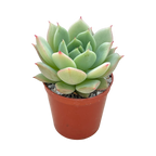 Echeveria derenbergii habitat collected