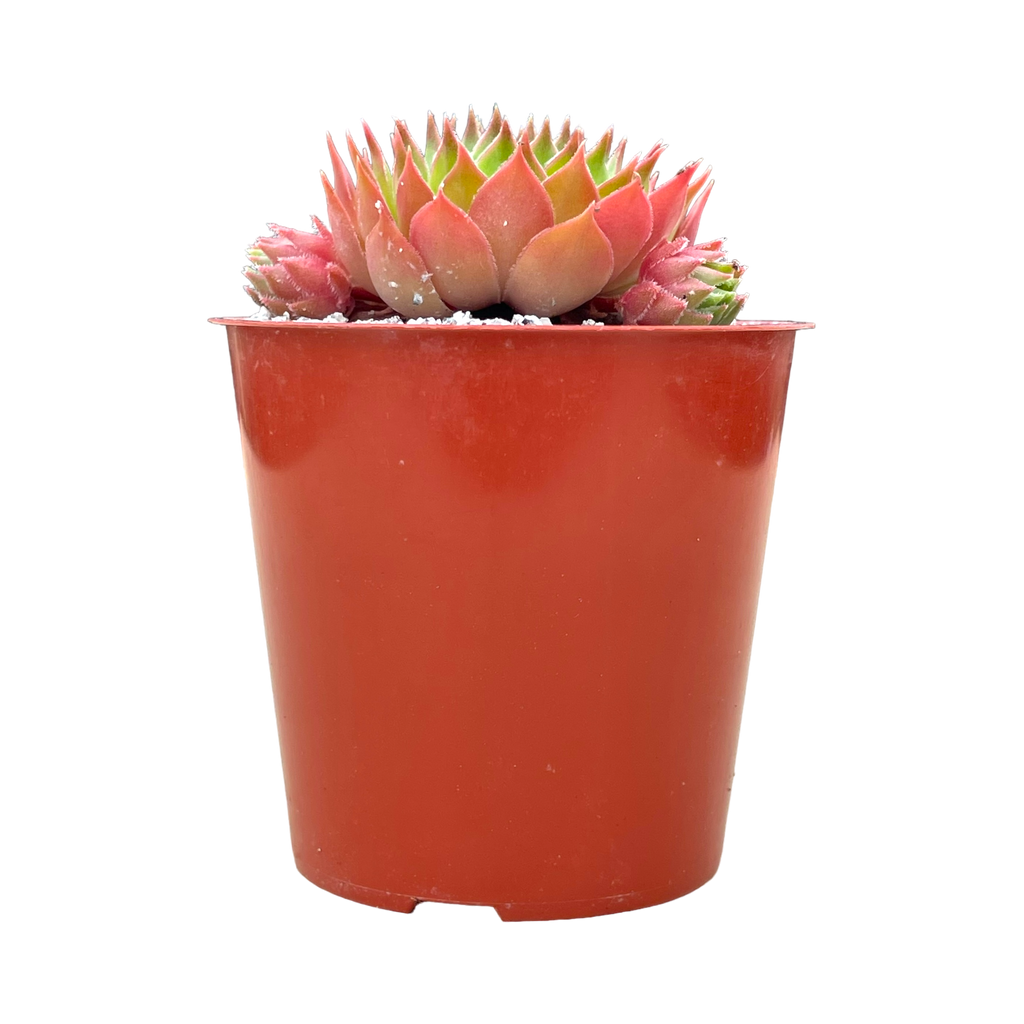 Sempervivum cahilasicum