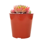 Sempervivum cahilasicum