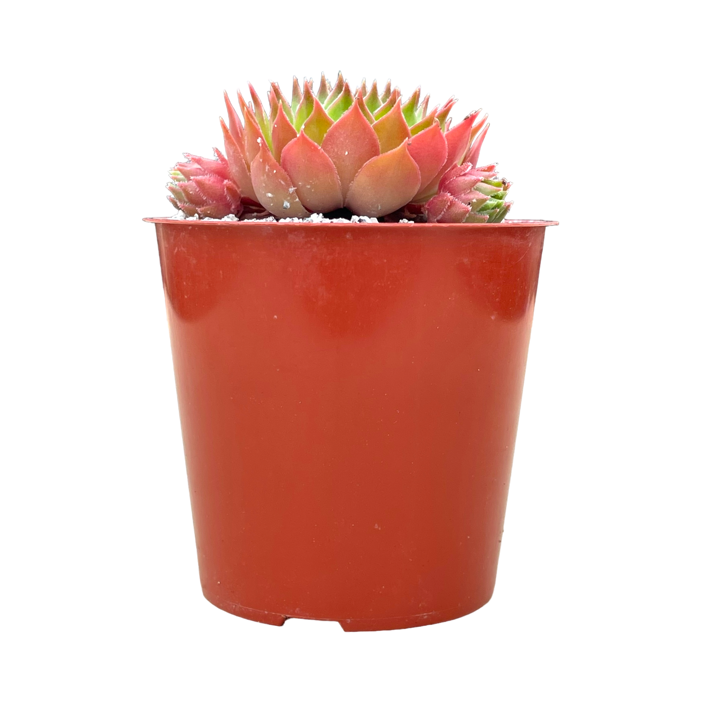 Sempervivum cahilasicum