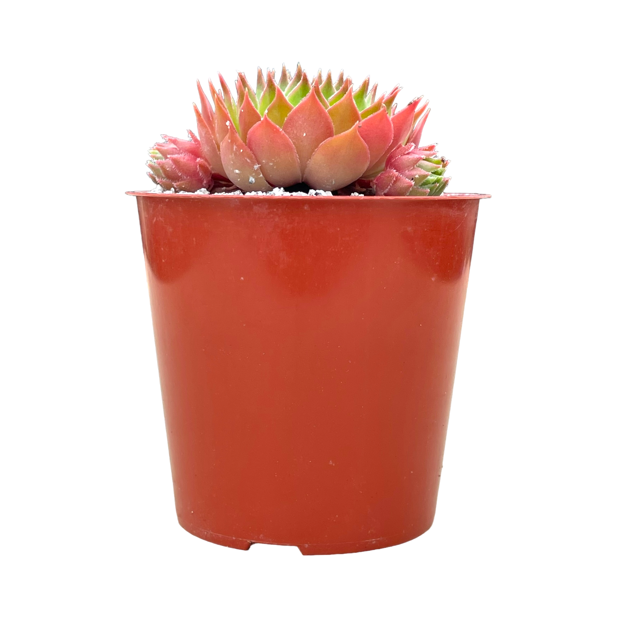 Sempervivum cahilasicum
