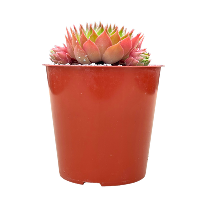 Sempervivum cahilasicum