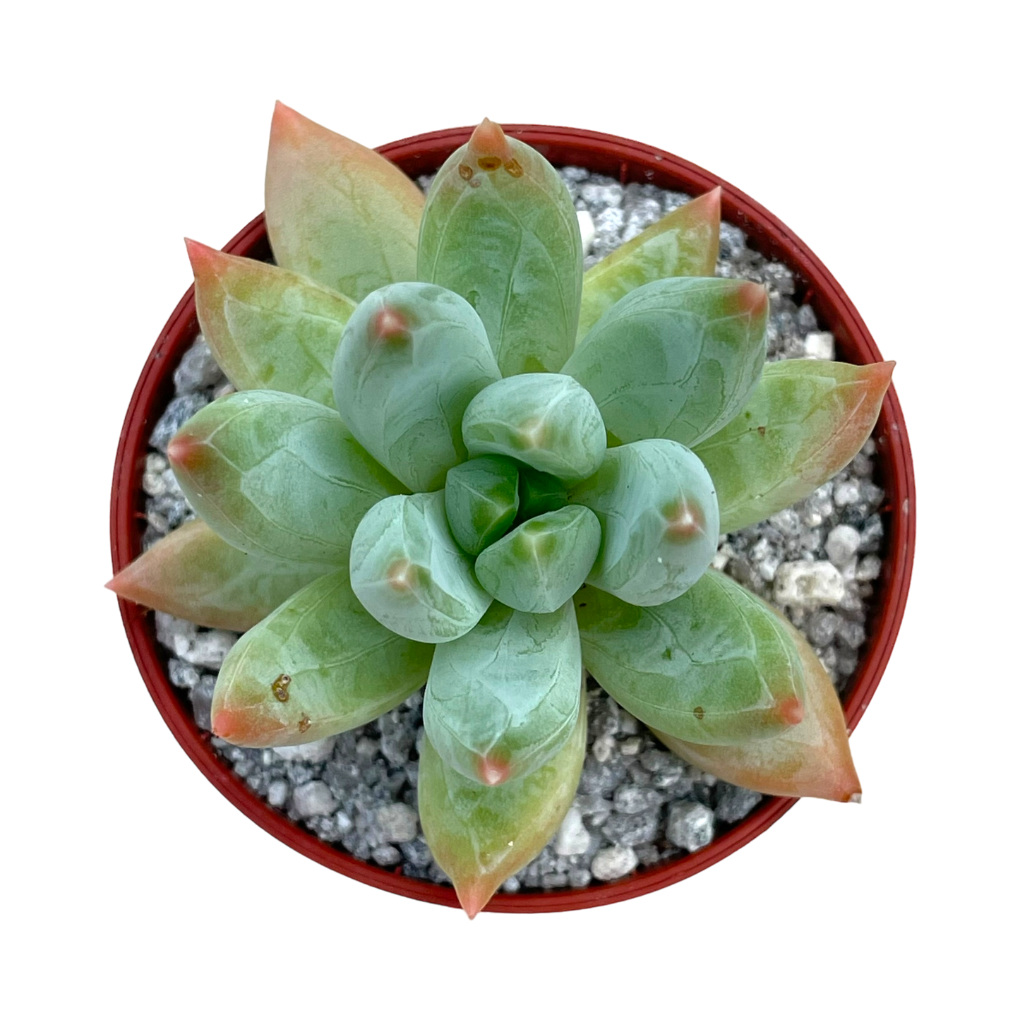 x Pachyveria 'Tuatara'