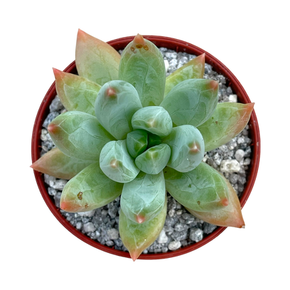 x Pachyveria 'Tuatara'