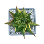 Haworthia limifolia f. variegata