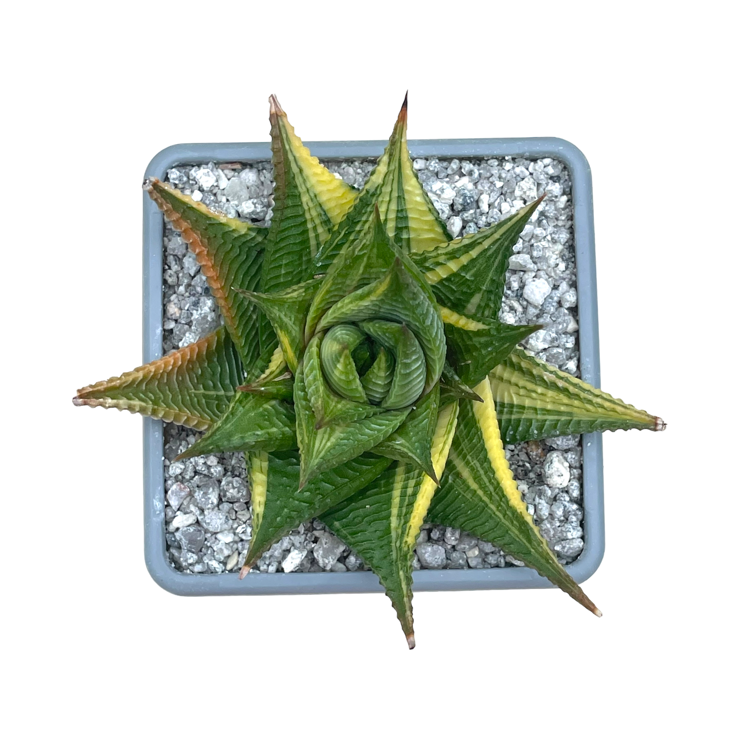 Haworthia limifolia f. variegata