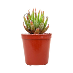 Haworthia sub attenuata