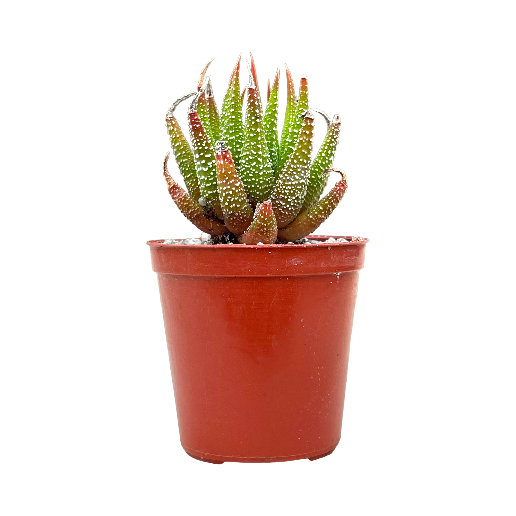 Haworthia sub attenuata