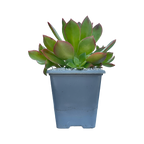 Aeonium lavranosii-newtonii