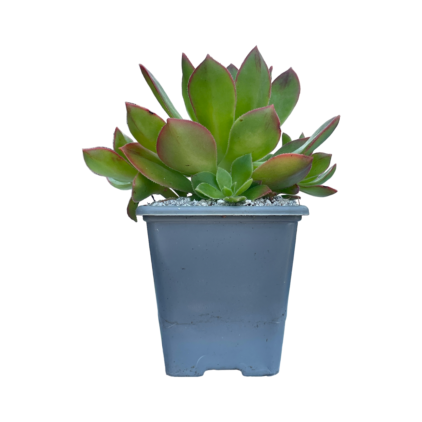 Aeonium lavranosii-newtonii