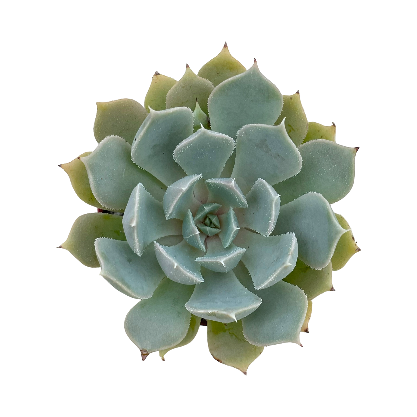 Echeveria 'Galileo'