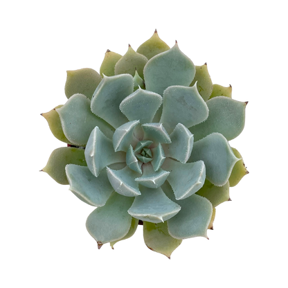 Echeveria 'Galileo'