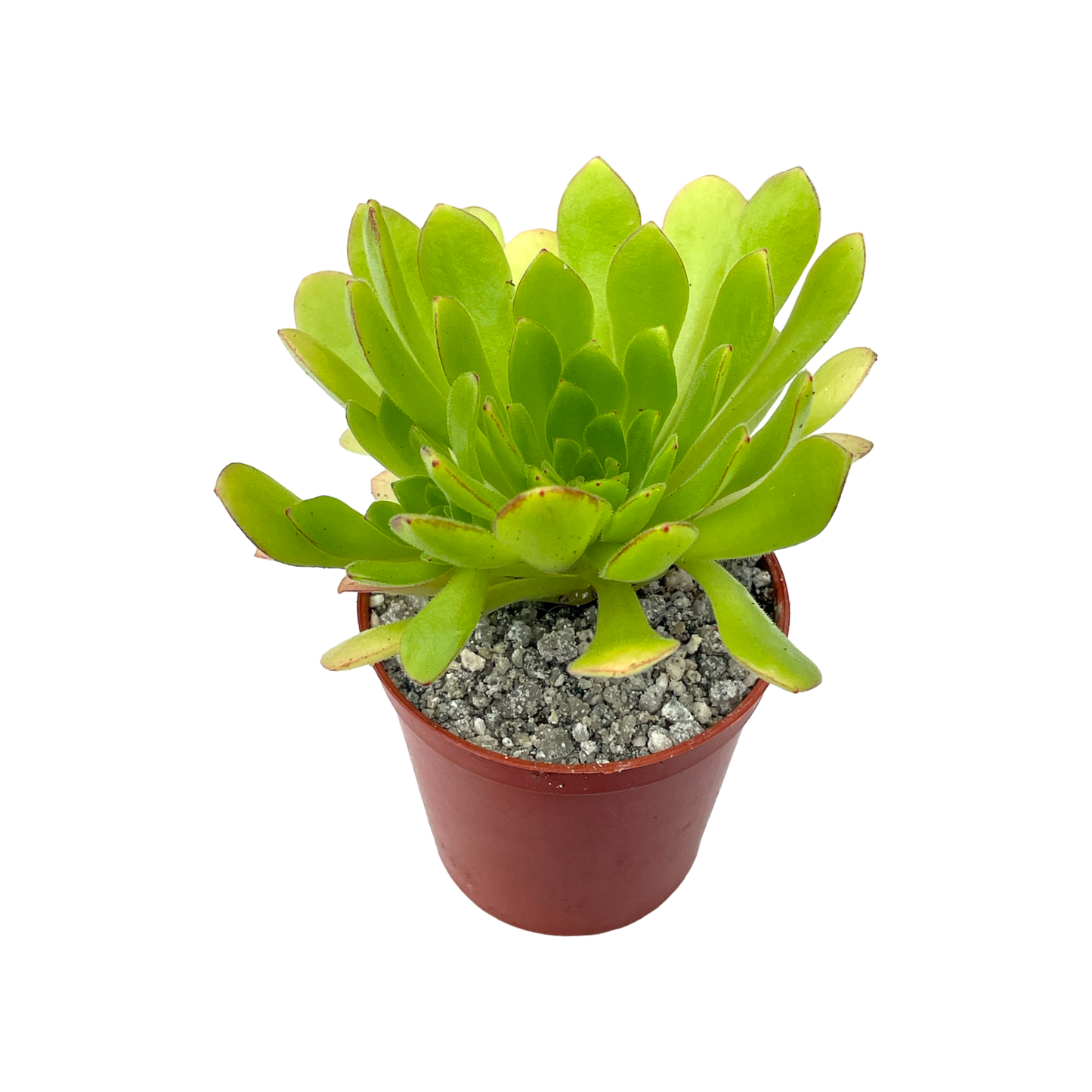 Aeonium 'Cupcake'