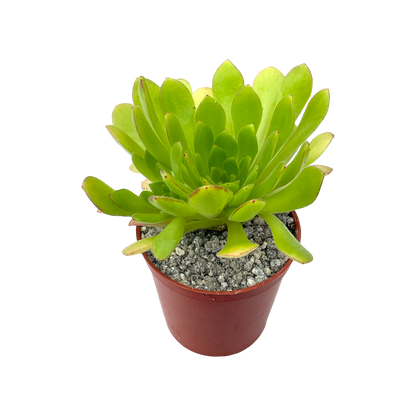 Aeonium 'Cupcake'