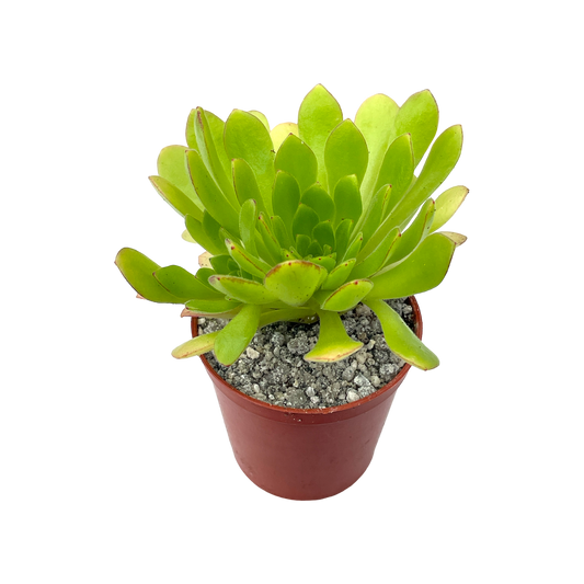 Aeonium 'Cupcake'