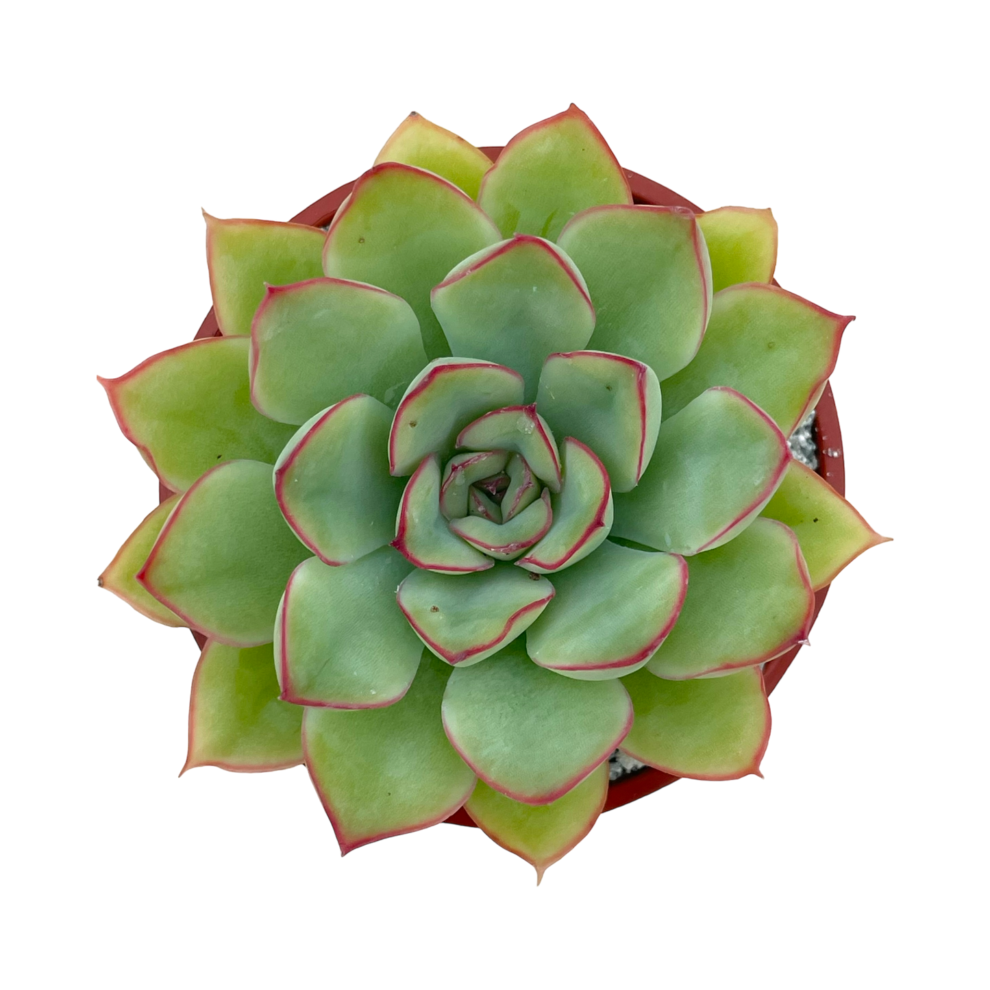 Echeveria pelusida