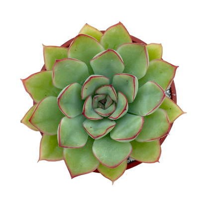 Echeveria pelusida