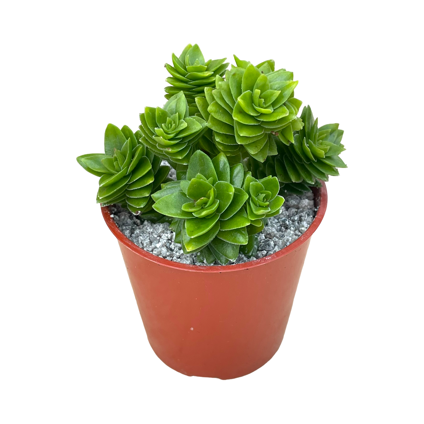 Crassula 'Estagnol'