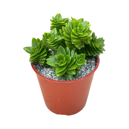 Crassula 'Estagnol'