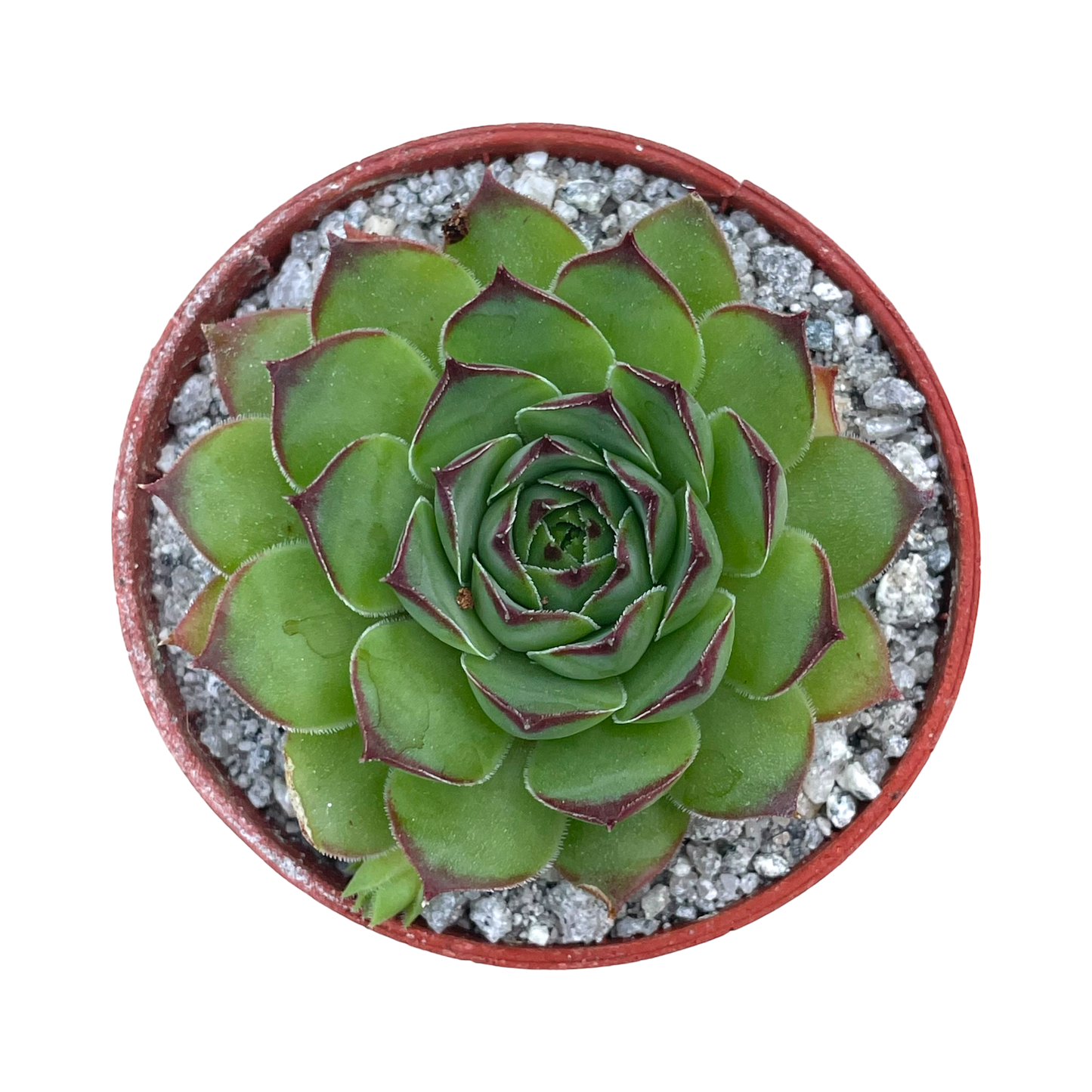 Sempervivum tectorum 'Triste'