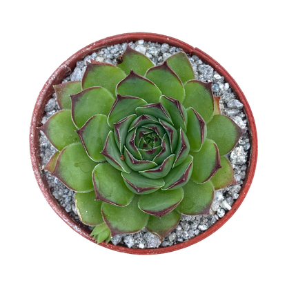 Sempervivum tectorum 'Triste'