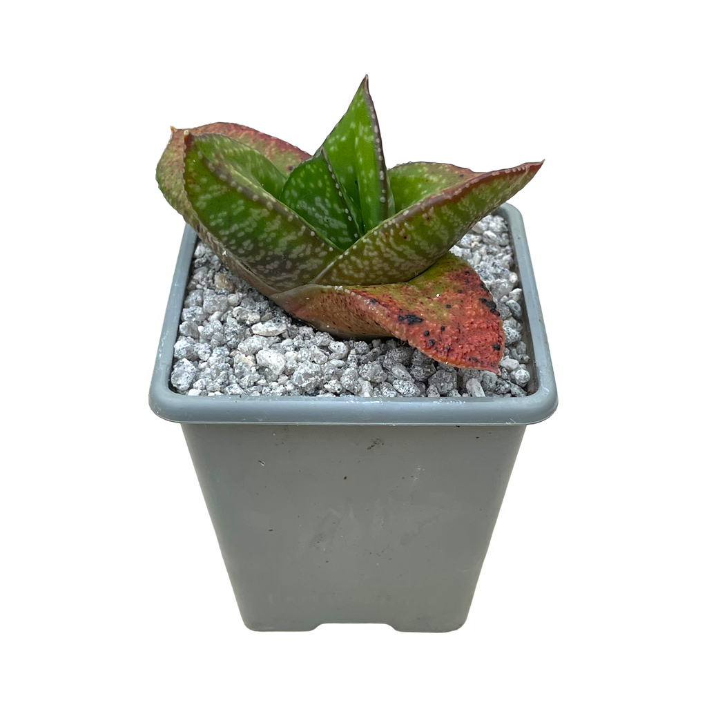 Gasteria nitida var. nitida