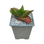 Gasteria nitida var. nitida