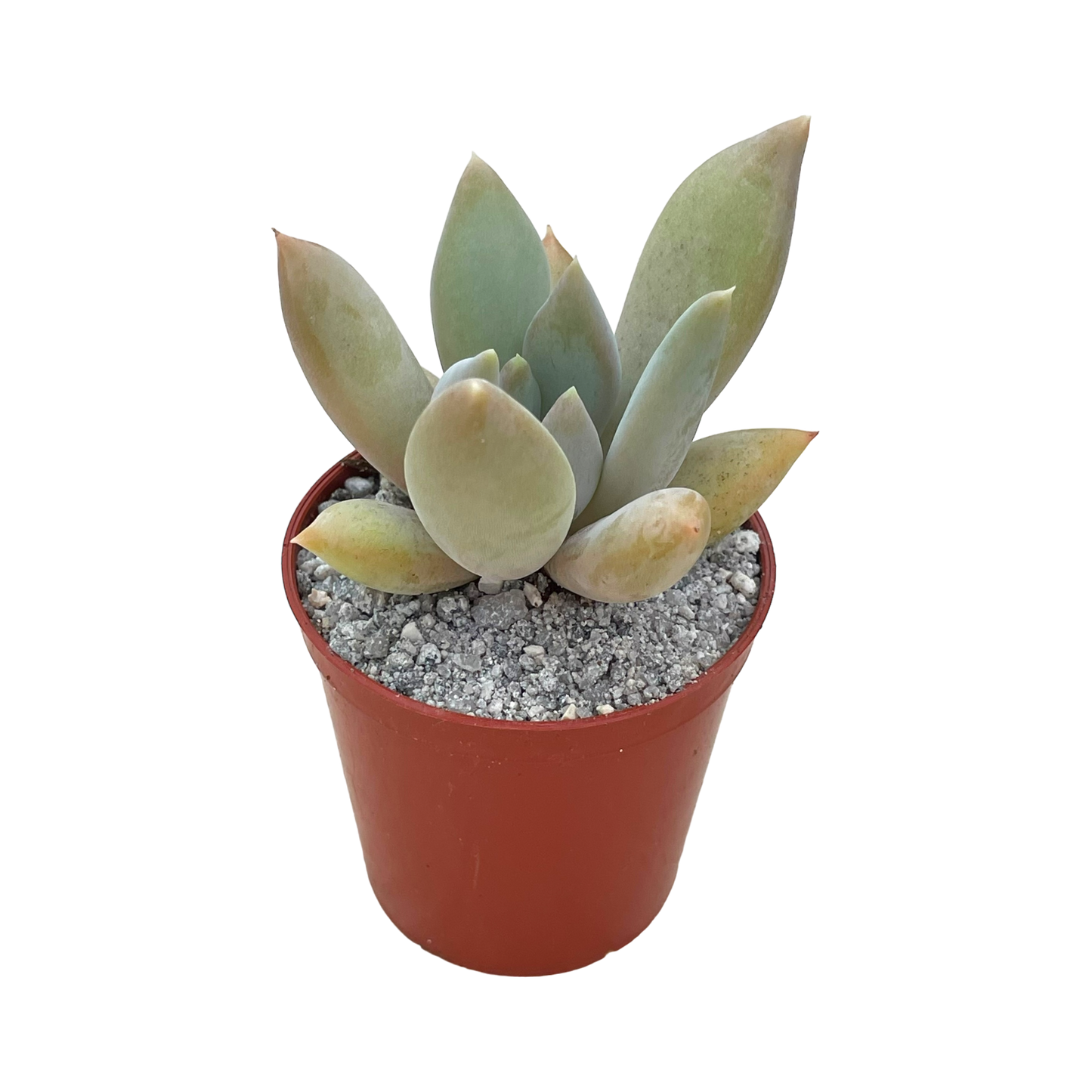 x Pachyveria 'Glacier'