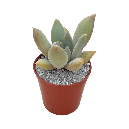 x Pachyveria 'Glacier'