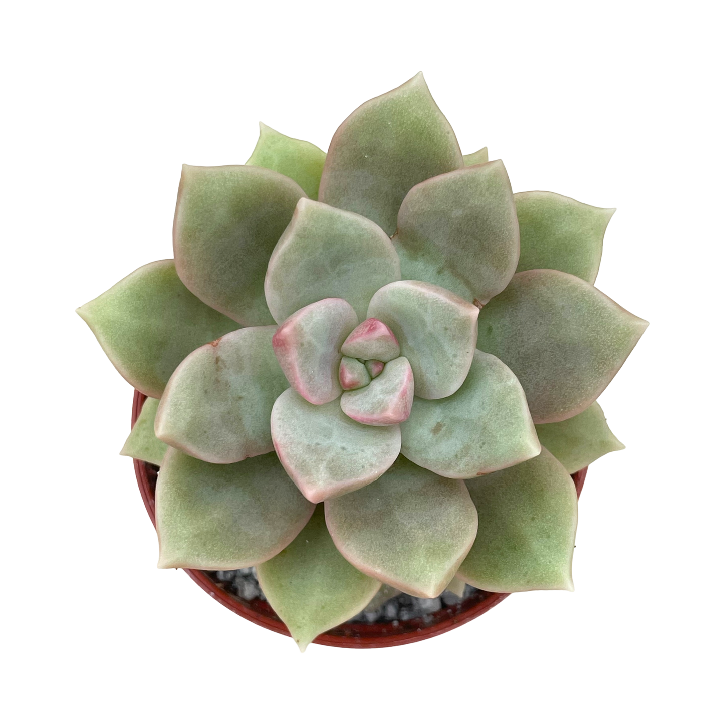 Graptopetalum 'Caribbean Sky'