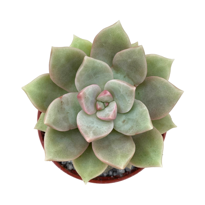 Graptopetalum 'Caribbean Sky'