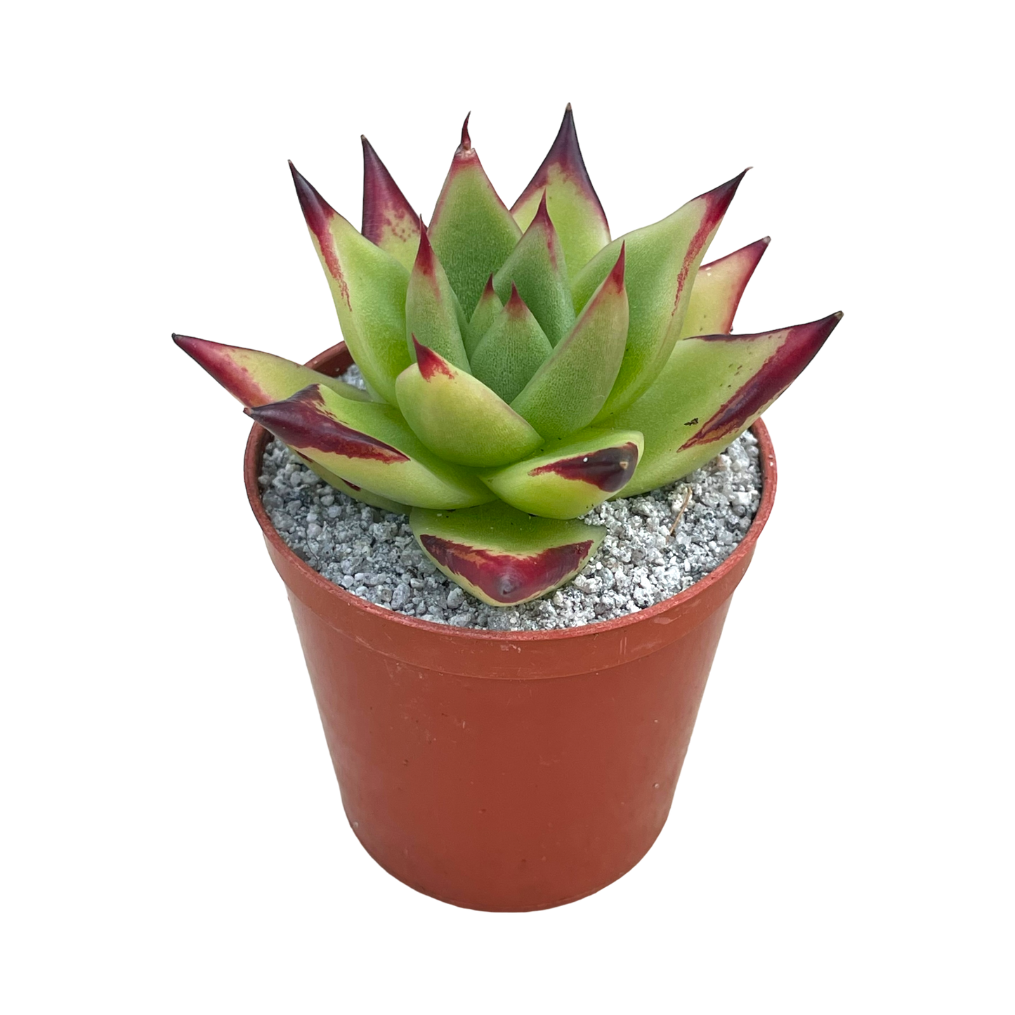 Echeveria agavoides 'Ebony'