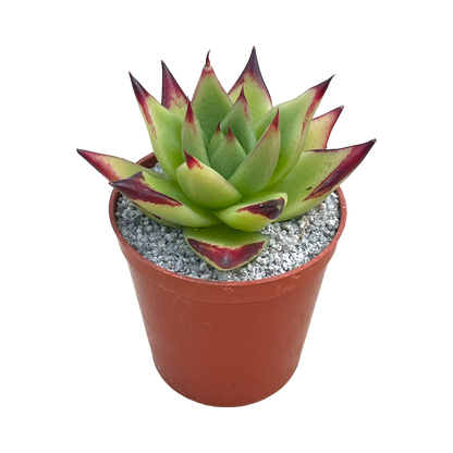 Echeveria agavoides 'Ebony'