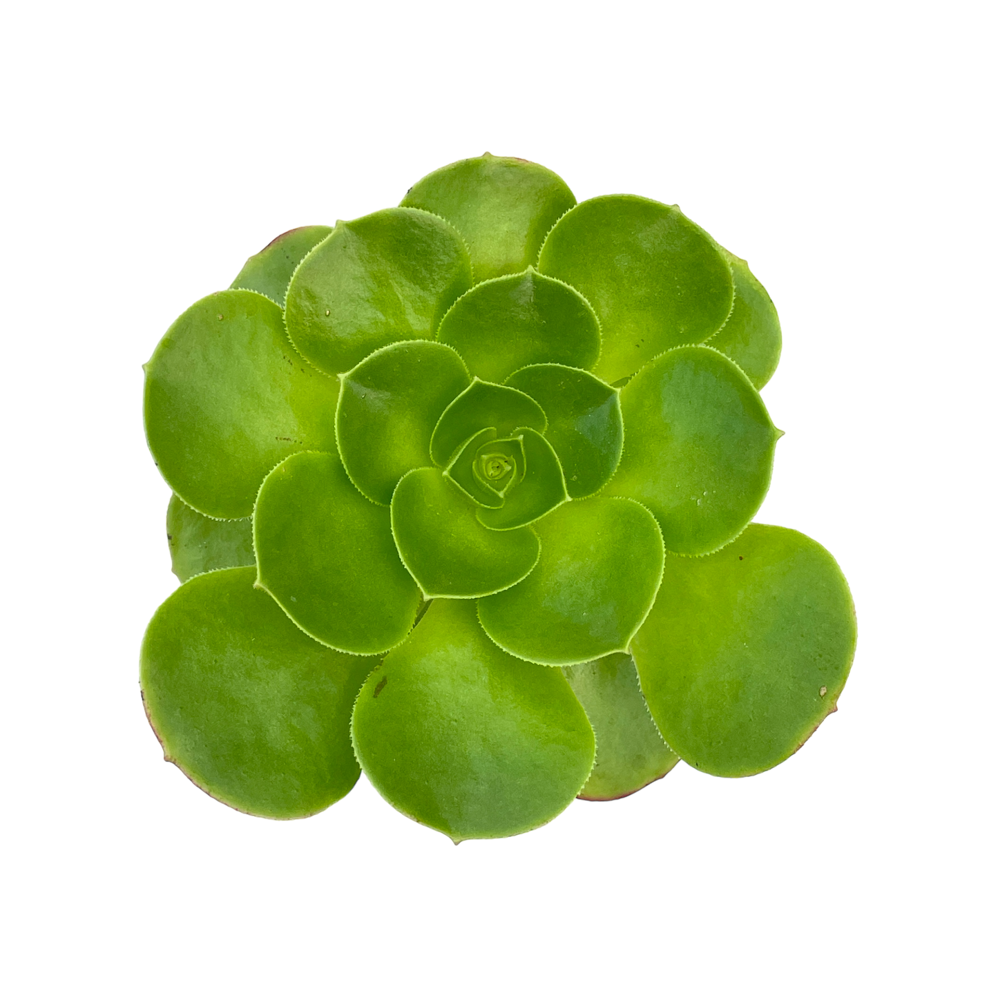 Aeonium canariense v. californicum