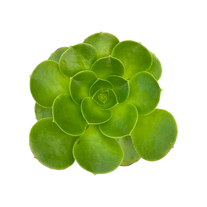 Aeonium canariense v. californicum