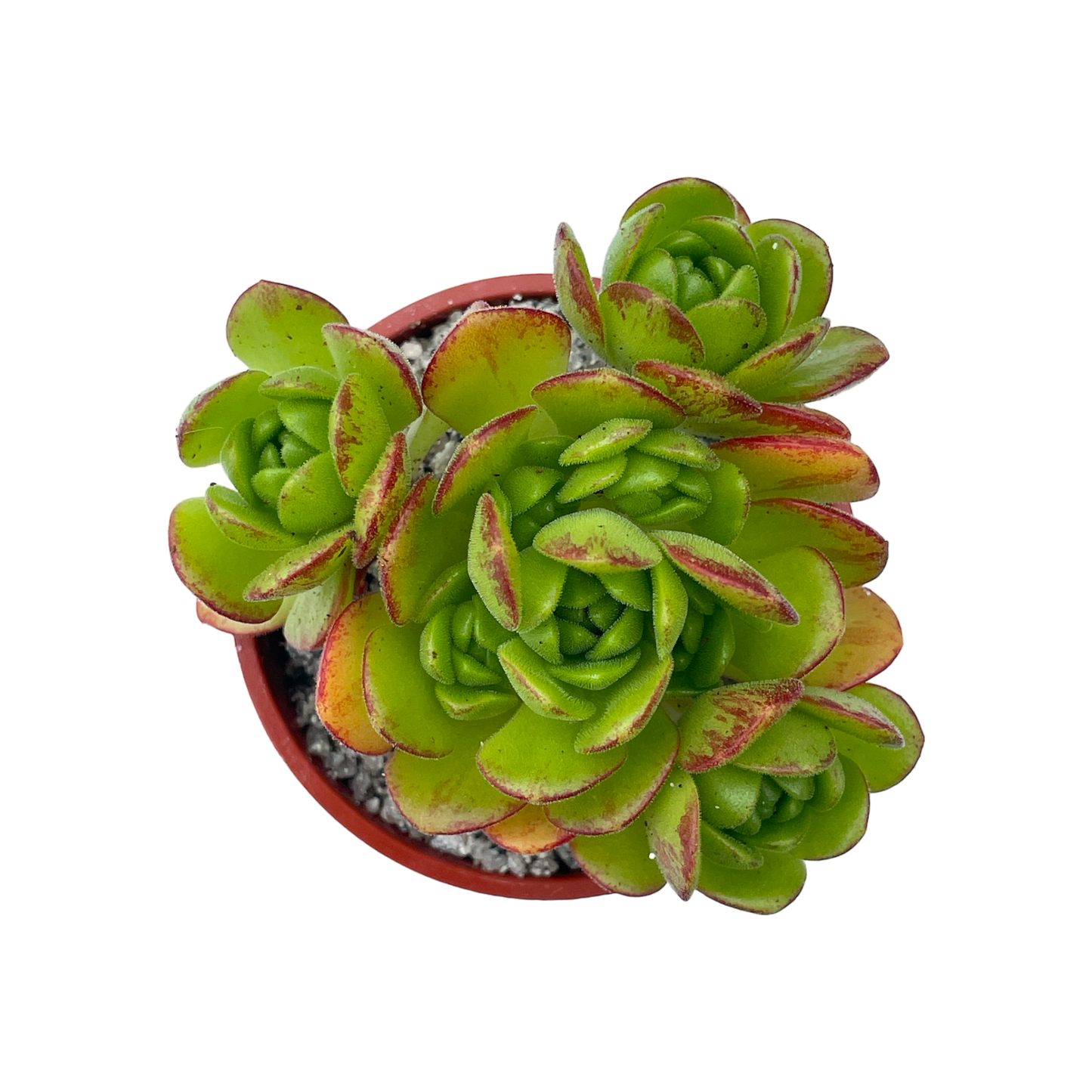 Aeonium x loartei