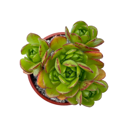 Aeonium x loartei