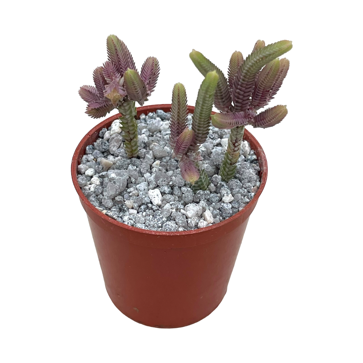 Crassula muscosa variegata