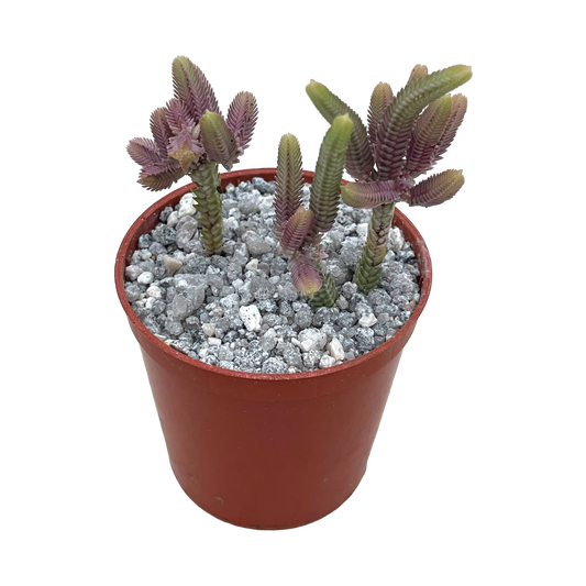 Crassula muscosa variegata