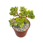 Aichryson bethencourtianum