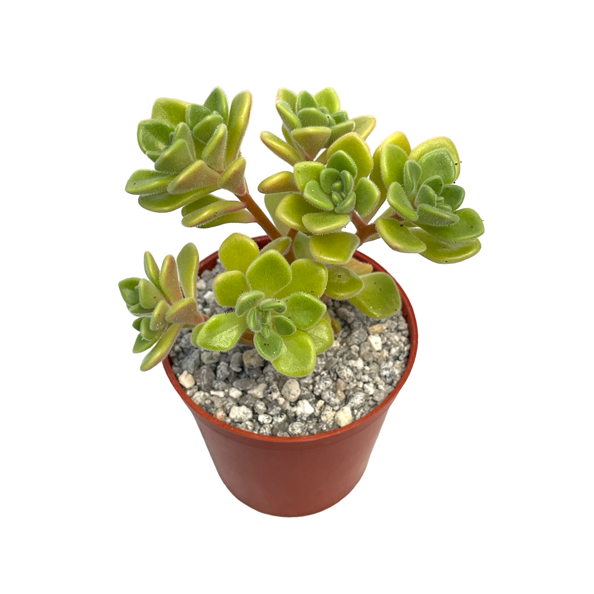 Aichryson bethencourtianum