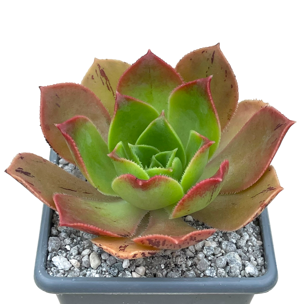 Aeonium calderense