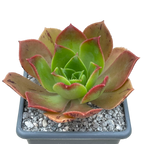 Aeonium calderense