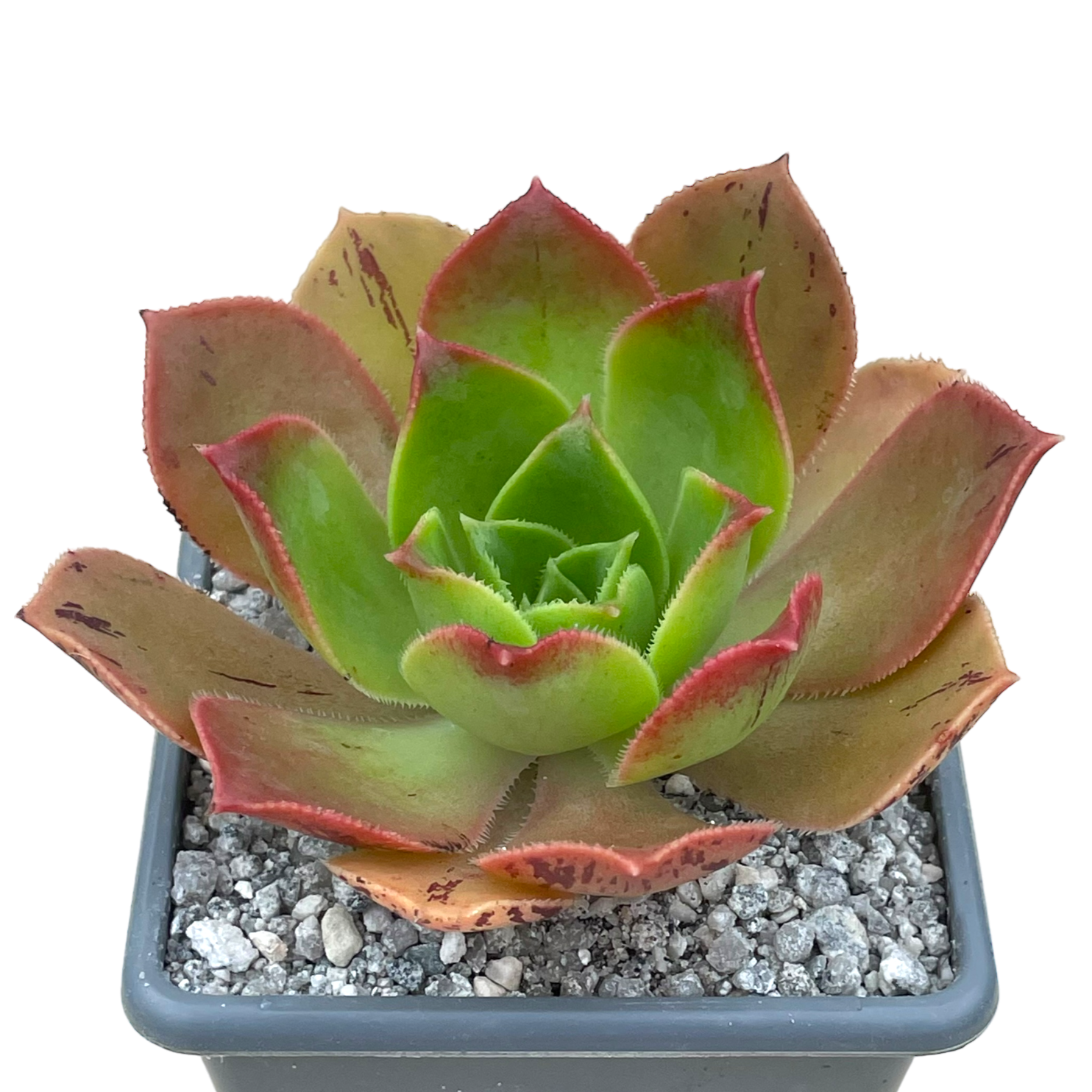 Aeonium calderense