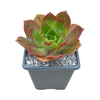 Aeonium calderense