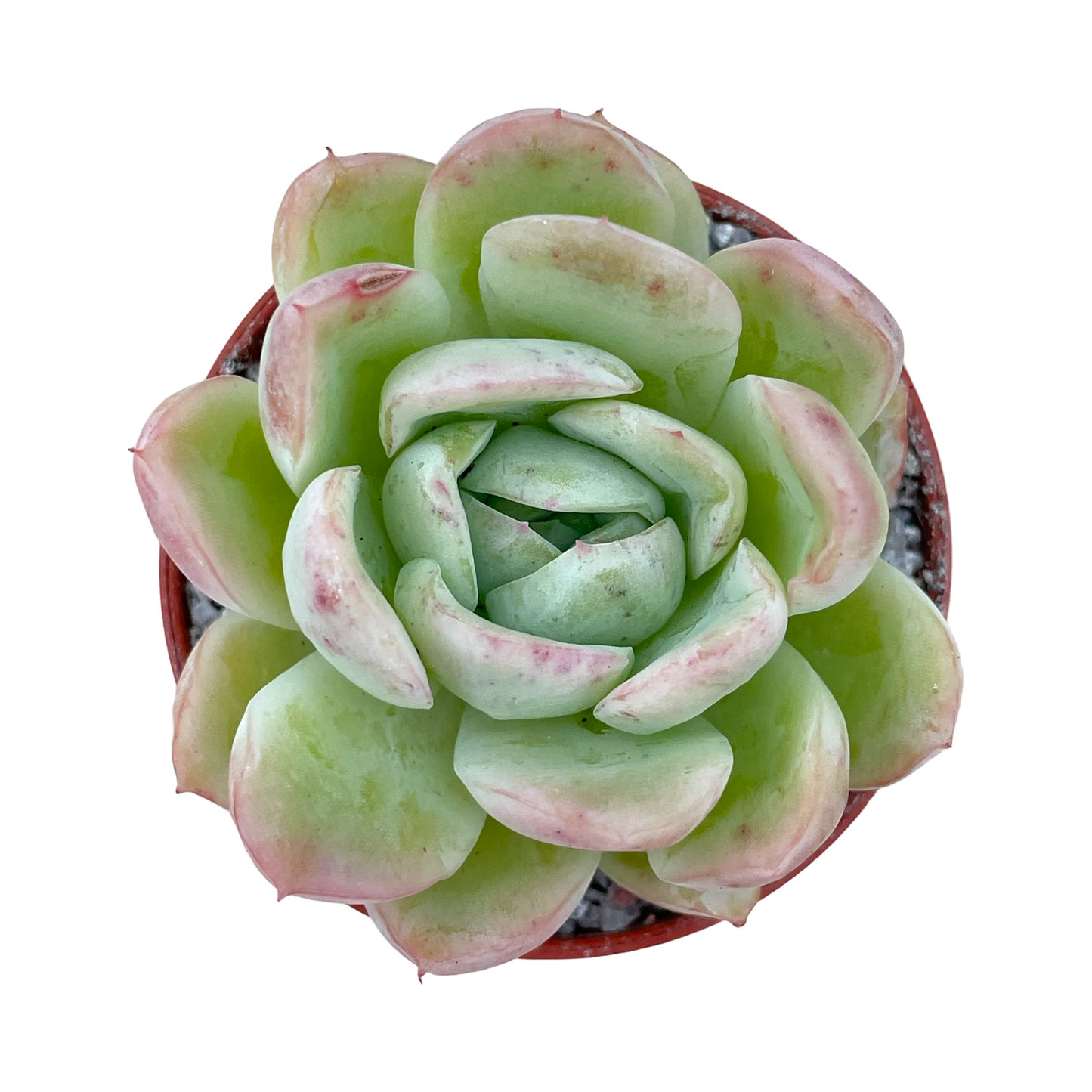 Echeveria x gilva 'Blue Suprise'