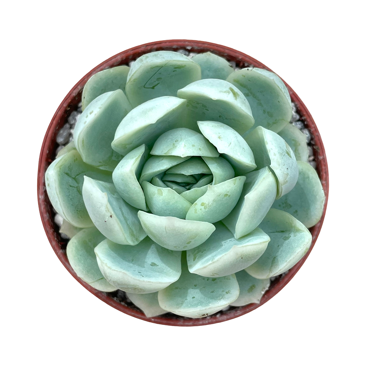 Echeveria elegans