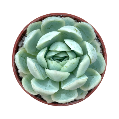 Echeveria elegans