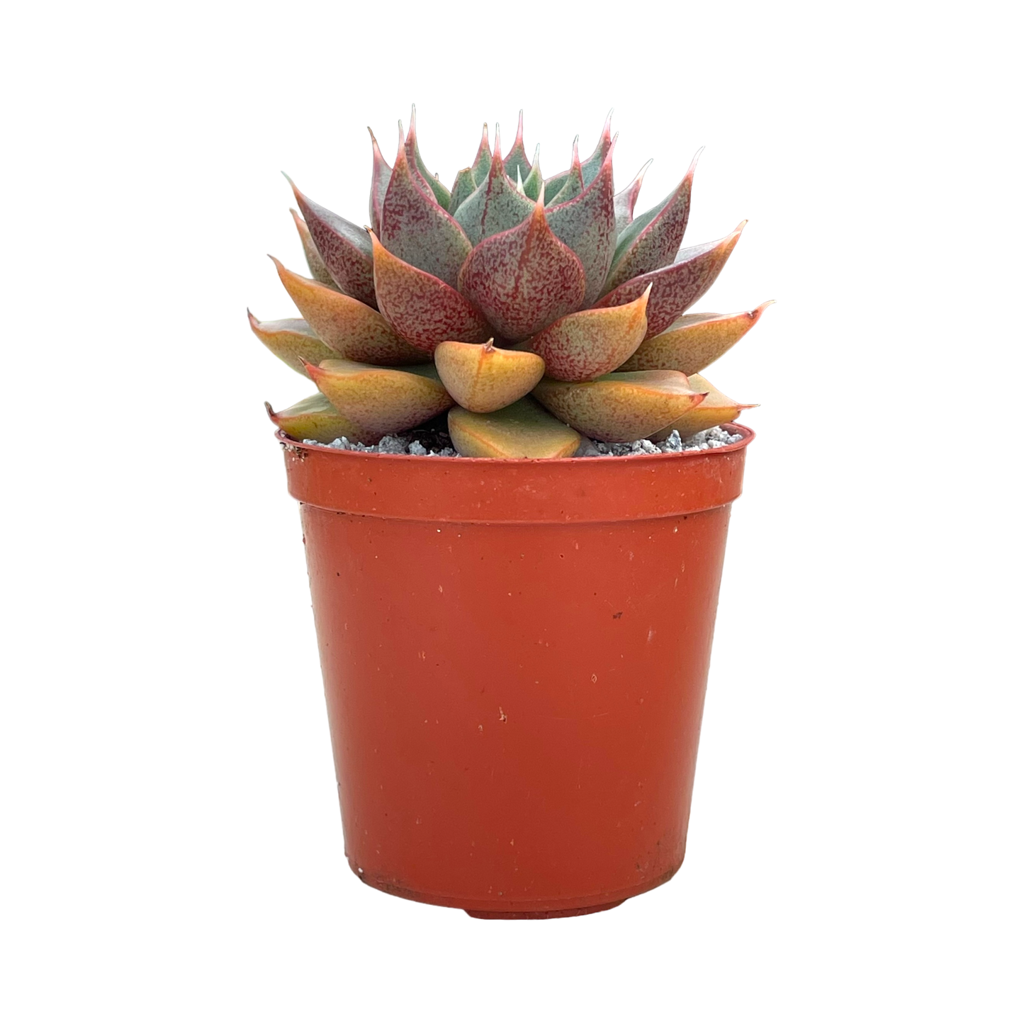 Echeveria 'Shark Skin'