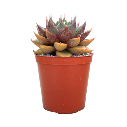 Echeveria 'Shark Skin'